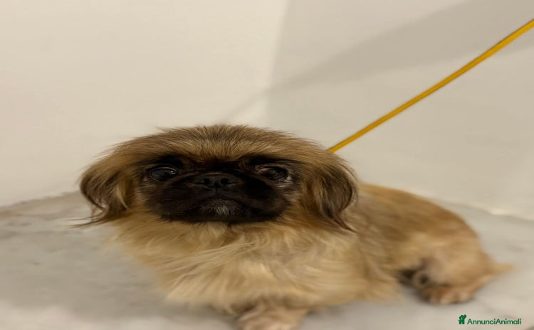 Pechinese cani Birilla - Annuncio 11