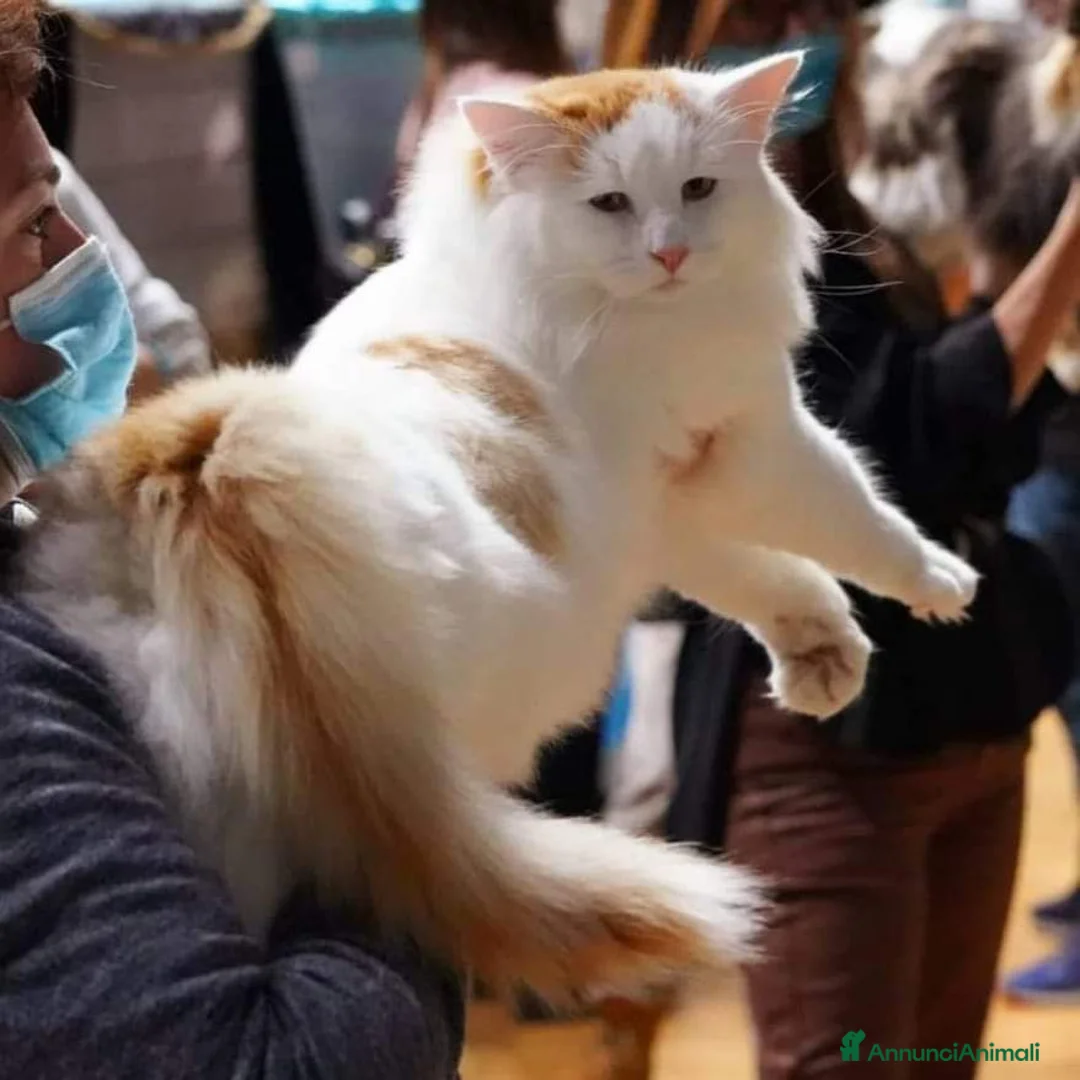 Immagine della galleria {{count}}