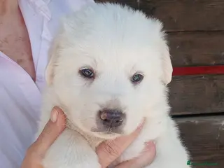 Meticcio cani SANNY HA BISOGNO DI UNA CASA E TANTO AMORE - Annuncio 18