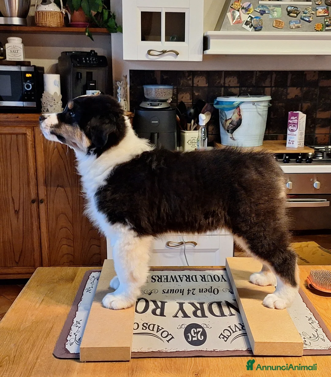 Australian Shepherd cani in vendita: MERAVIGLIOSO CUCCIOLO MASCHIO TRICOLOR BLACK NBT - Annuncio 2