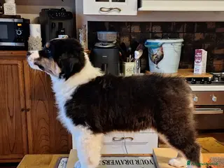 Australian Shepherd cani MERAVIGLIOSO CUCCIOLO MASCHIO TRICOLOR BLACK NBT - Annuncio 9