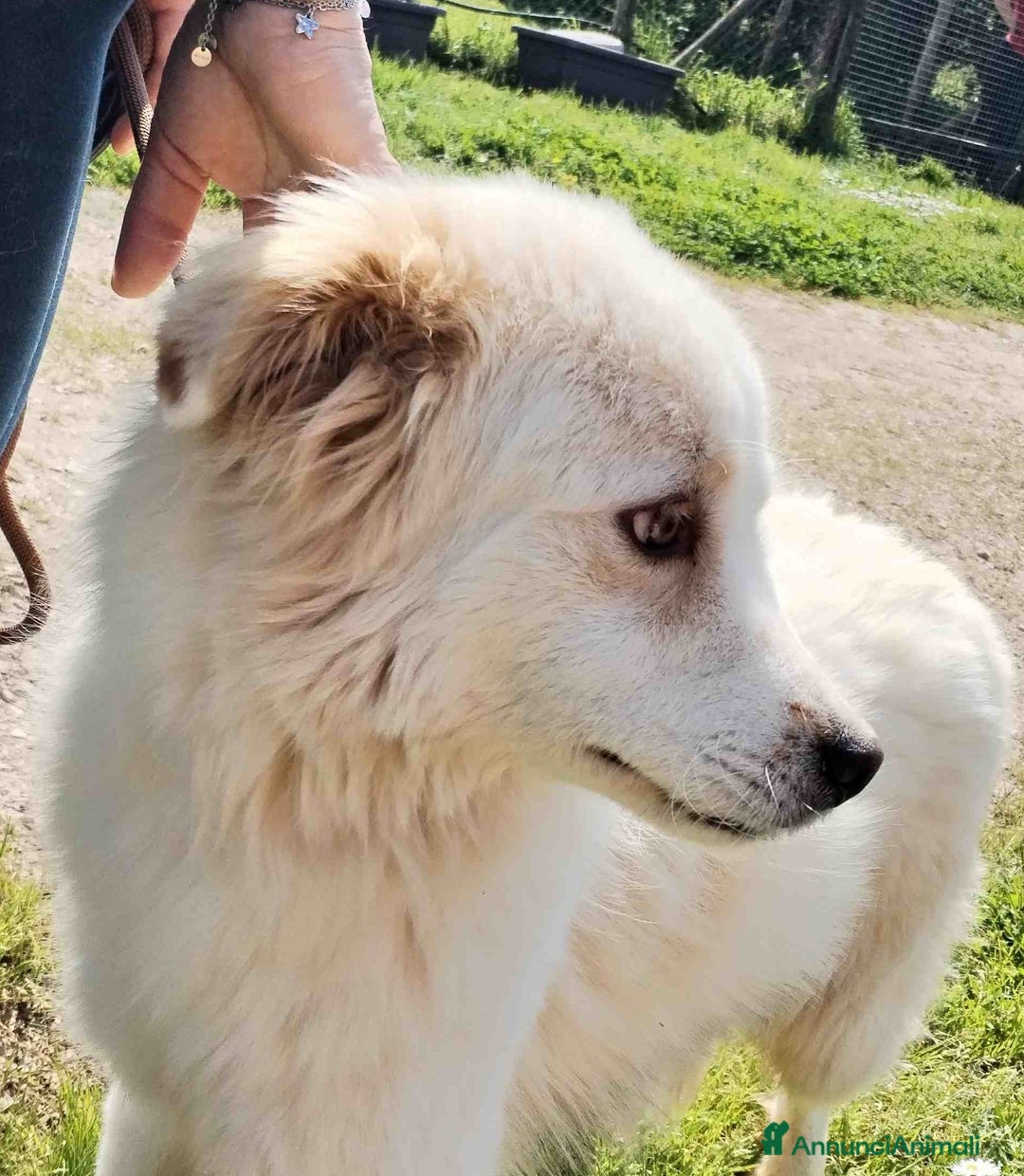 Meticcio cani in regalo: Scirocco maremmano dagli occhi pieni d amore a Provincia di Latina - Annuncio 3