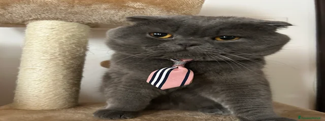 Simba 