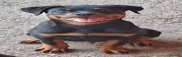 Rottweiler cani in vendita: Disponibili cuccioli Rottweiler  - Annuncio 31