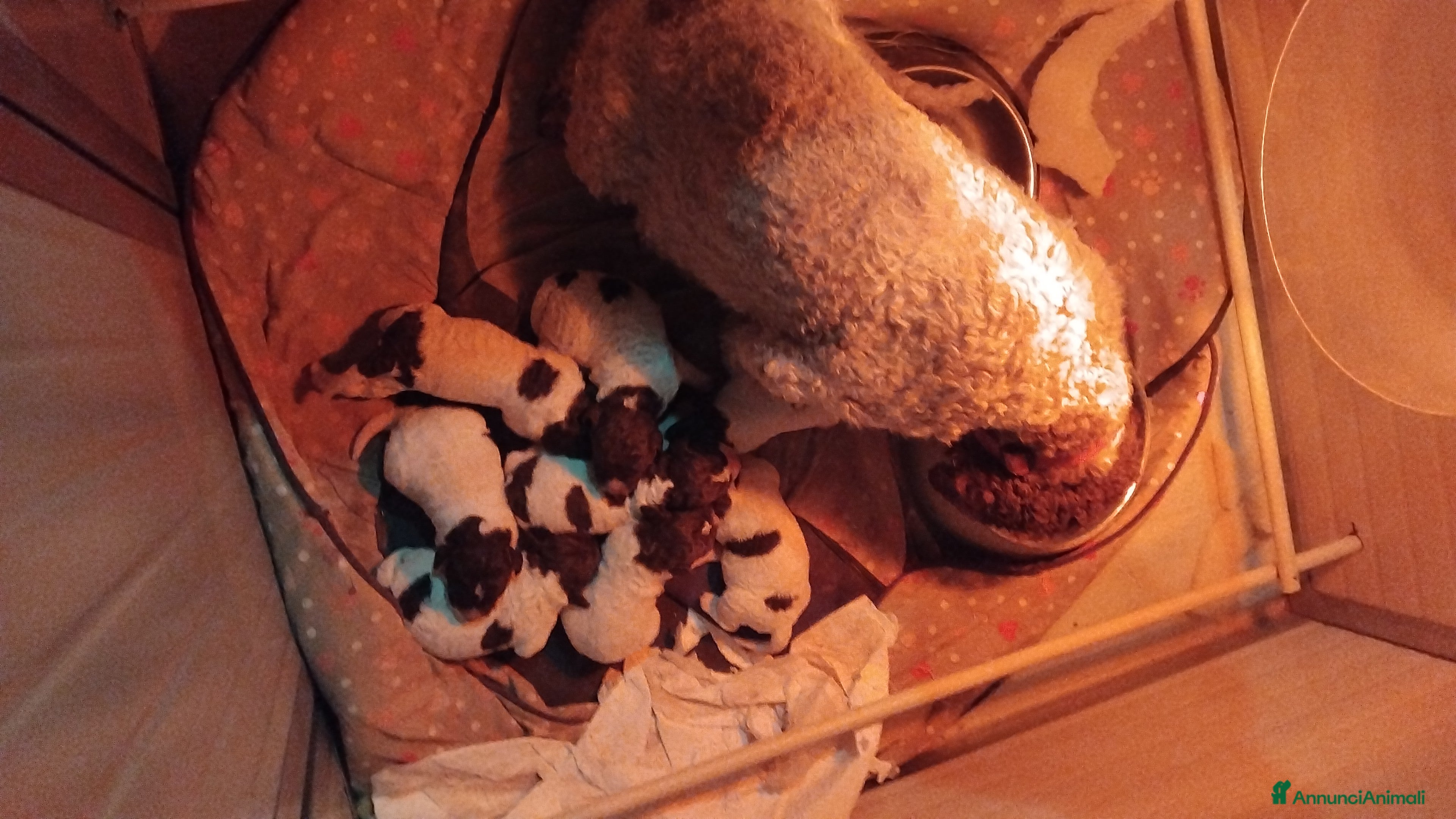 Lagotto cani Cuccioli  lagotto  romagnolo  a Provincia di Verona - Annuncio 12