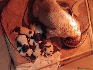 Lagotto cani Cuccioli lagotto romagnolo a Provincia di Verona - Annuncio 1