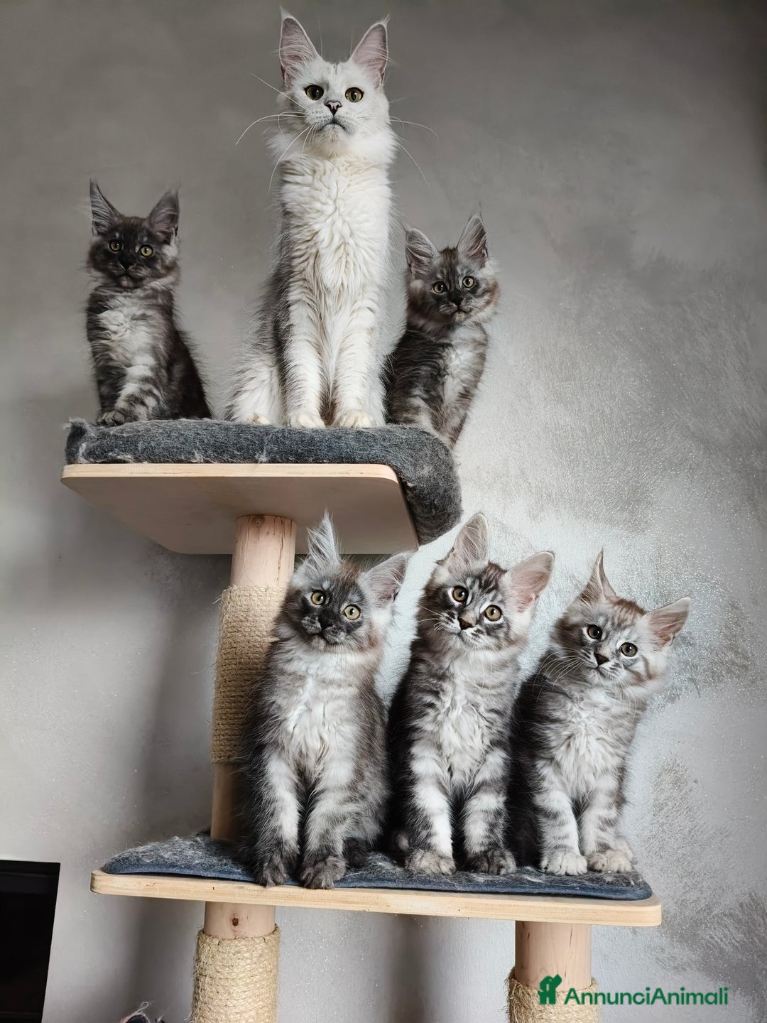 Maine Coon gatti in vendita: Maine Coon femmina black smoke  - Annuncio 11