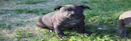 Pitbull cani in vendita: Cuccioli di Pit Bull con pedigree anche a rate - Annuncio 12