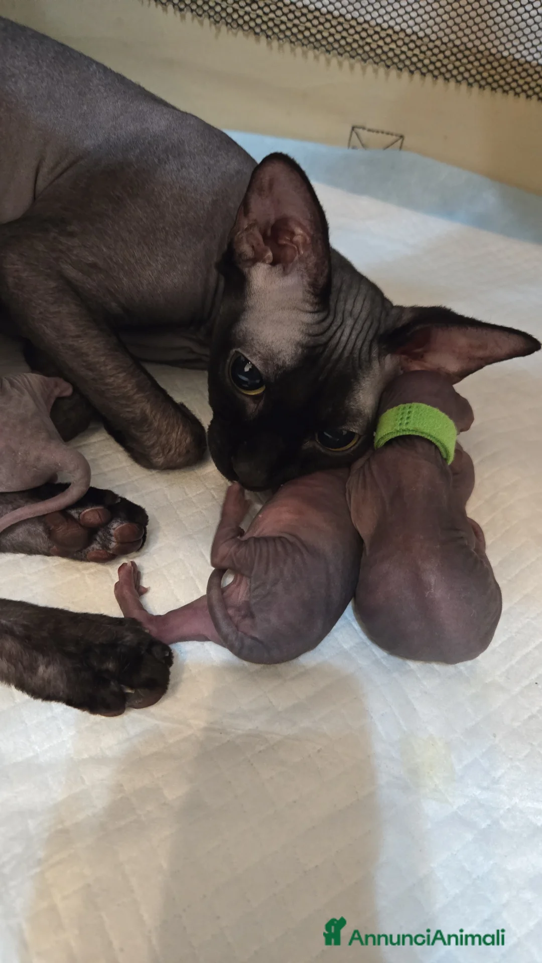 Sphynx gatti in vendita: Cucciolo Sphynx Nero - Annuncio 5