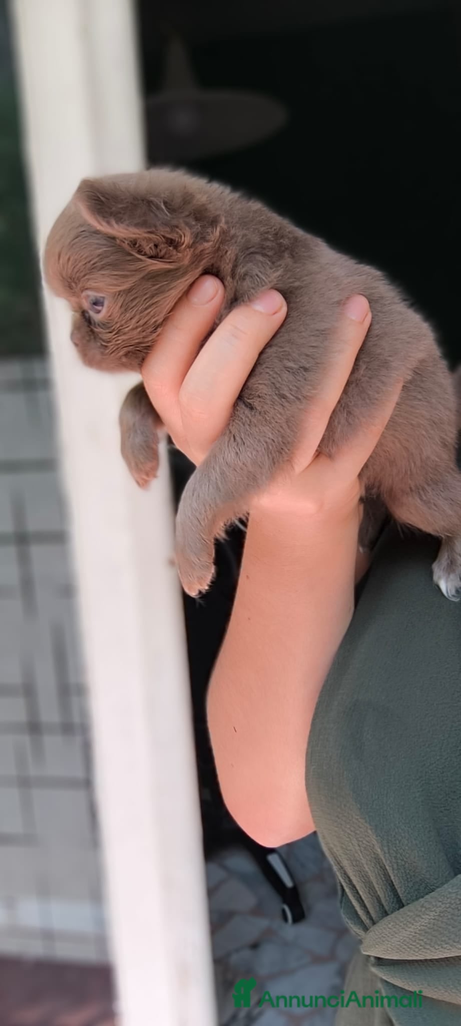 Chihuahua cani Chihuahua pelo lungo lilac  - Annuncio 2