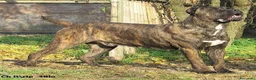 Cane Corso cani in vendita: Spettacolari cuccioli di Cane Corso  - Annuncio 12