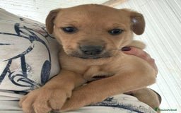 Akita Americano cani in regalo: LA TENERA NEVADA a Città metropolitana di Milano - Immagine 4