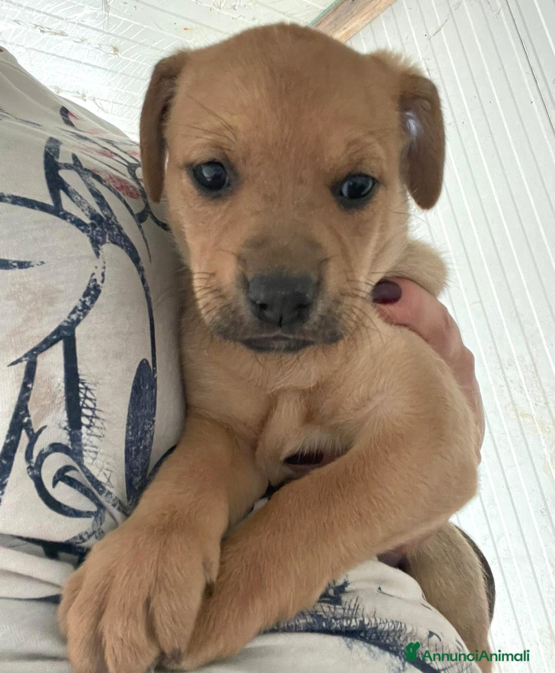 Akita Americano cani in regalo: LA TENERA NEVADA a Città metropolitana di Milano - Immagine 4