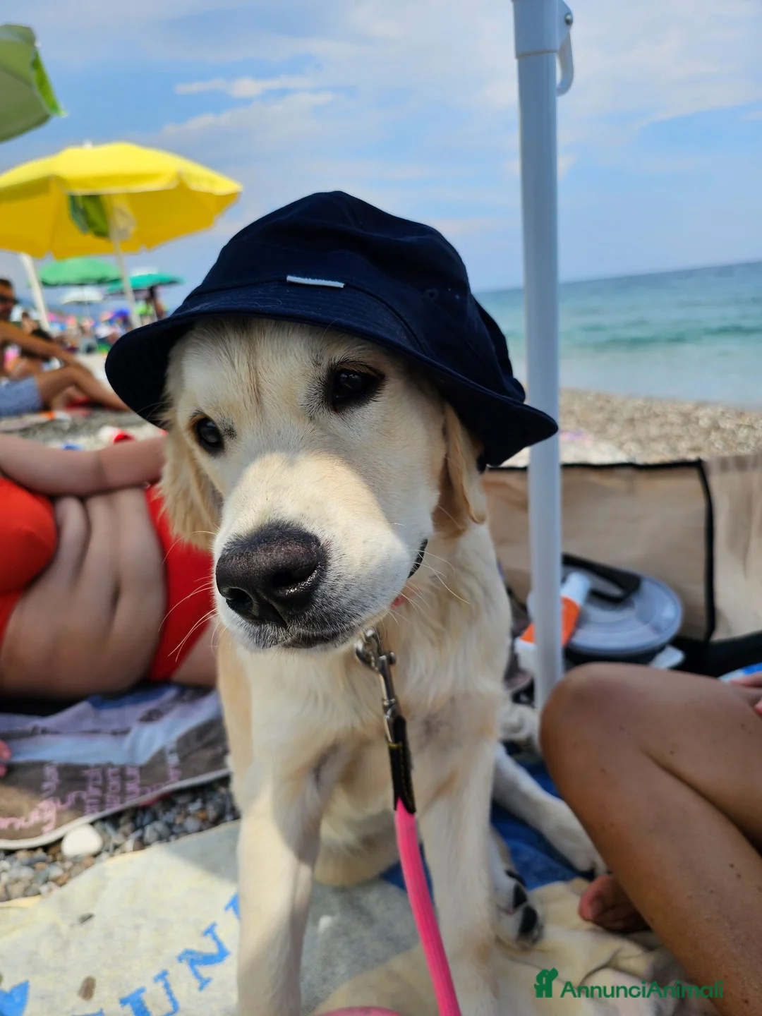 Golden Retriever cani in vendita: Golden retriver 100% linea inglese  - Annuncio 2
