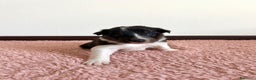 Border Collie cani in vendita: Cuccioli di Border Collie  - Annuncio 8