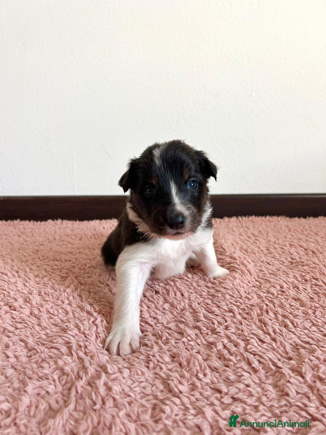 Border Collie cani in vendita: Cuccioli di Border Collie  - Annuncio 8