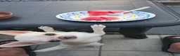Chihuahua cani per accoppiamento: chihuahua per monta - Annuncio 10