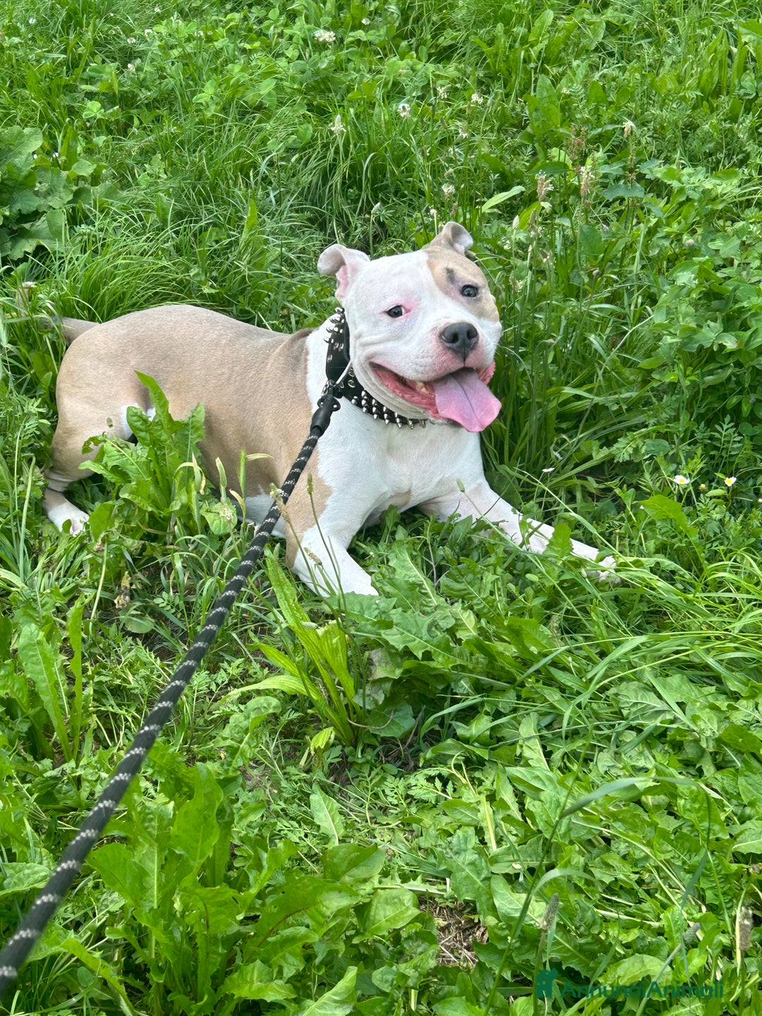 American Bully cani per accoppiamento: Cane da monta  a Città Metropolitana di Torino - Immagine 5