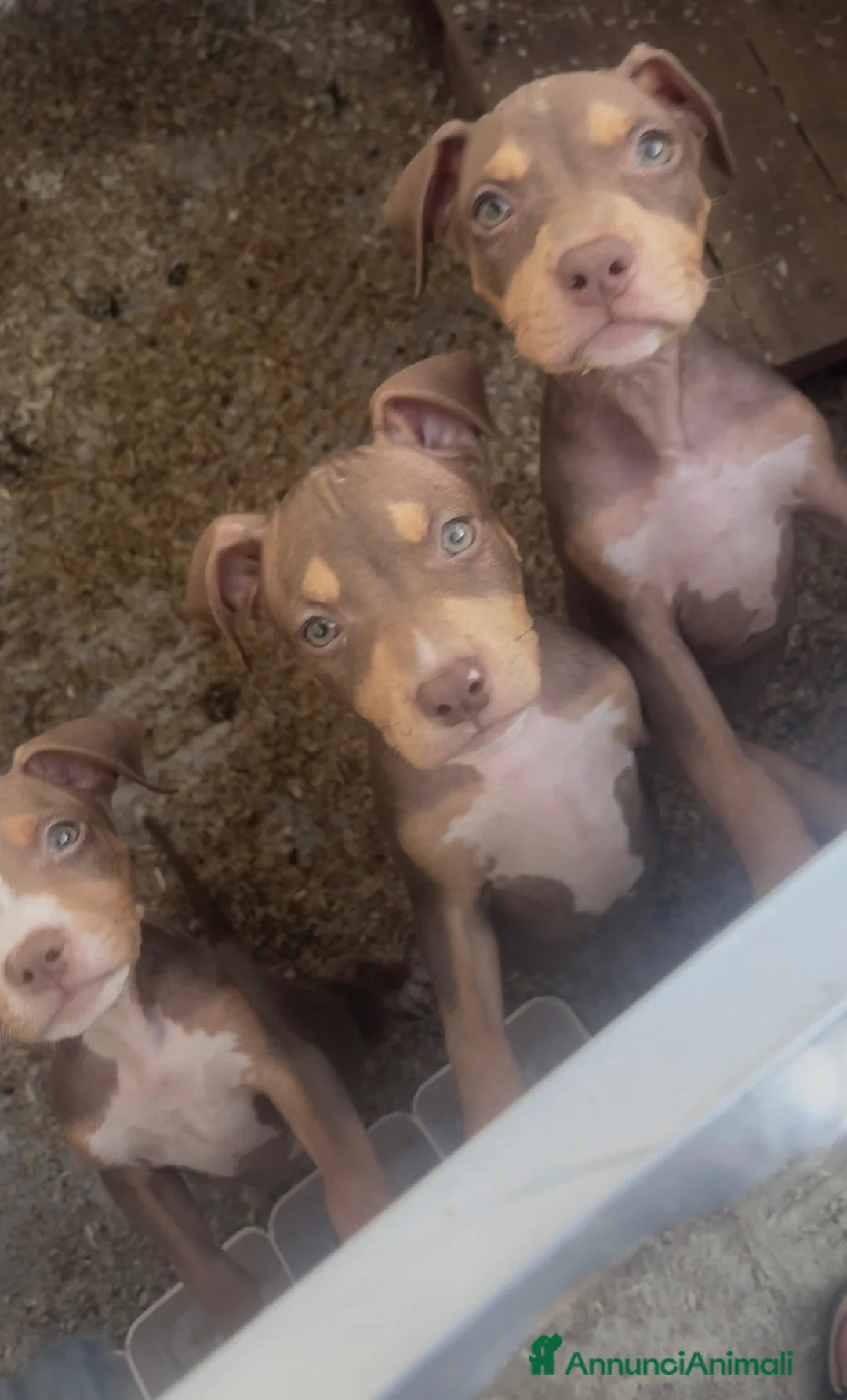 Pitbull cani in vendita: Cucciolo pitbull - Annuncio 2