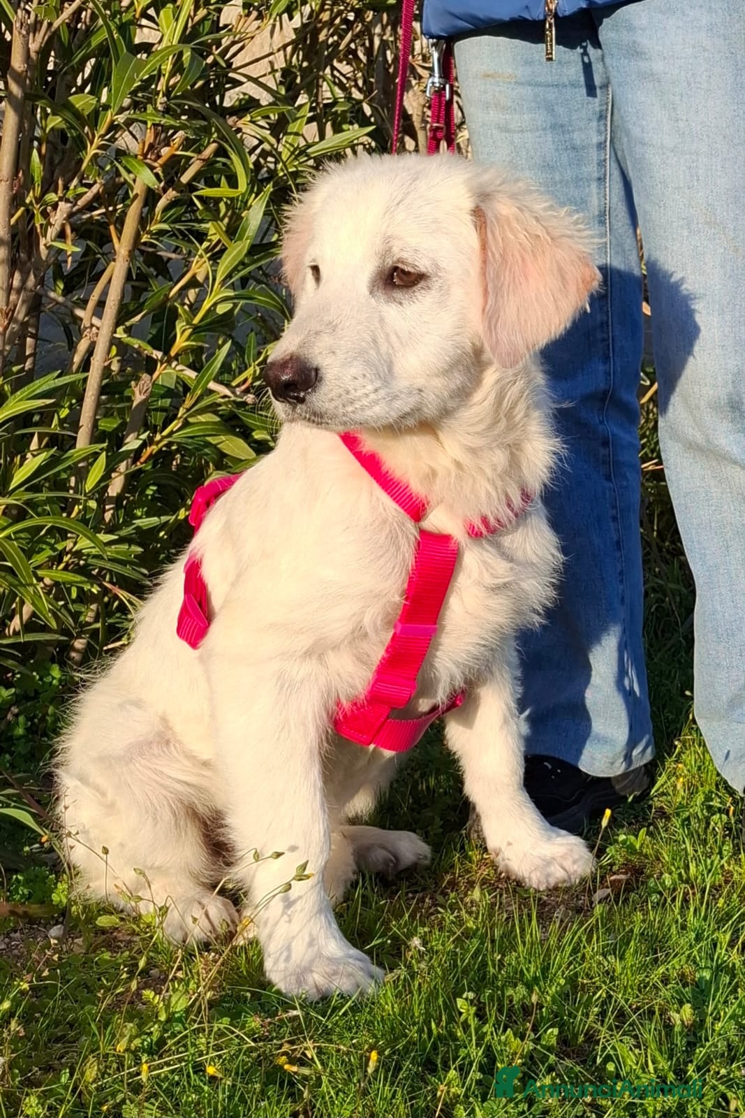 Meticcio cani Lava Cerca Famiglia. Info Monica 3890238584 - Annuncio 14