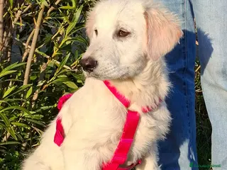 Meticcio cani Lava Cerca Famiglia. Info Monica 3890238584 - Annuncio 14