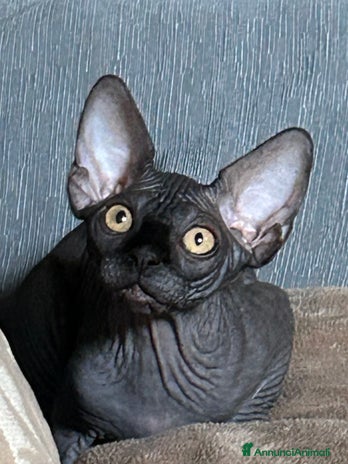 Sphynx gatti - Annuncio 5