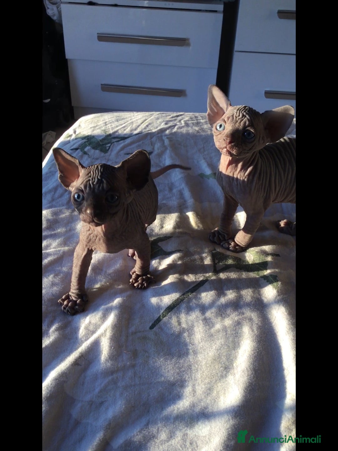 Sphynx gatti in vendita: Cuccioli di sphynx con pedigree  - Annuncio 7