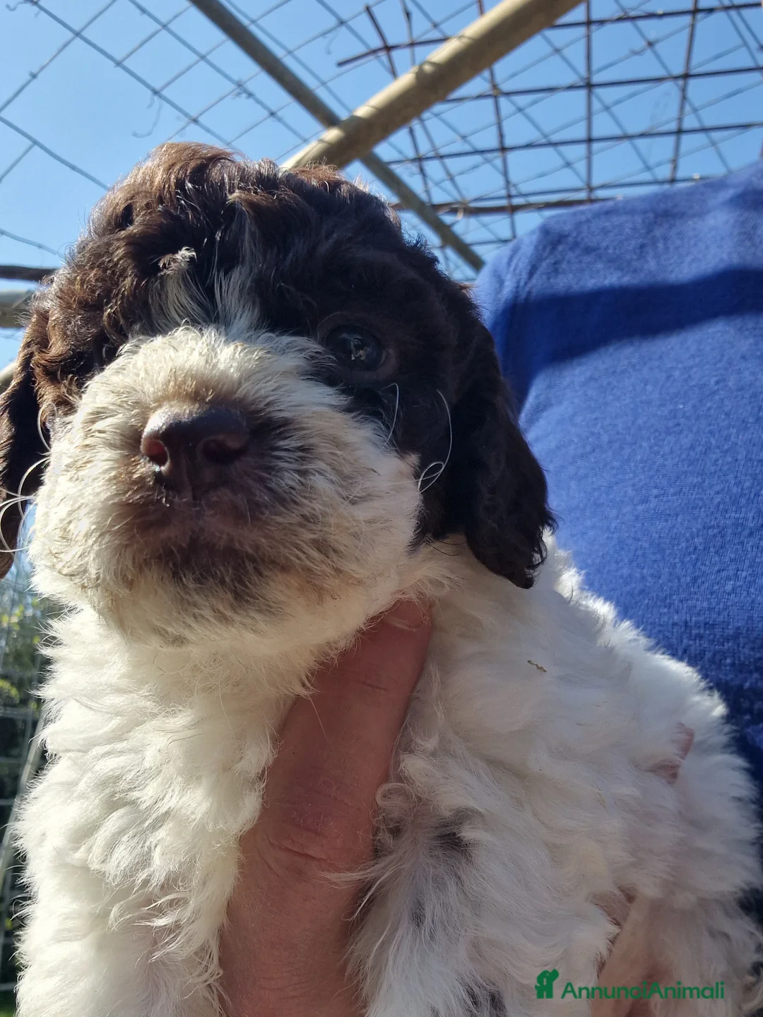 Lagotto cani in vendita: Vendo cuccioli di lagotto con pedigree  a Provincia di Rimini - Annuncio 2