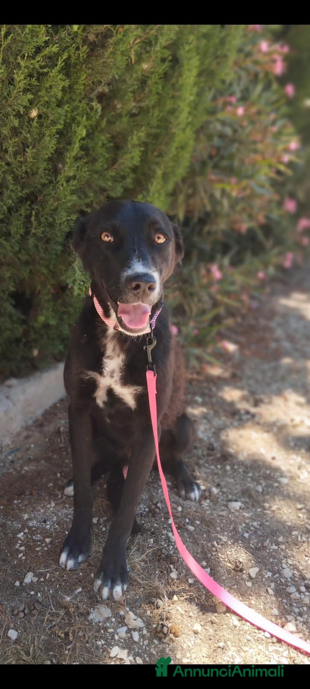 Altre razze cani in regalo: eros  - Annuncio 4