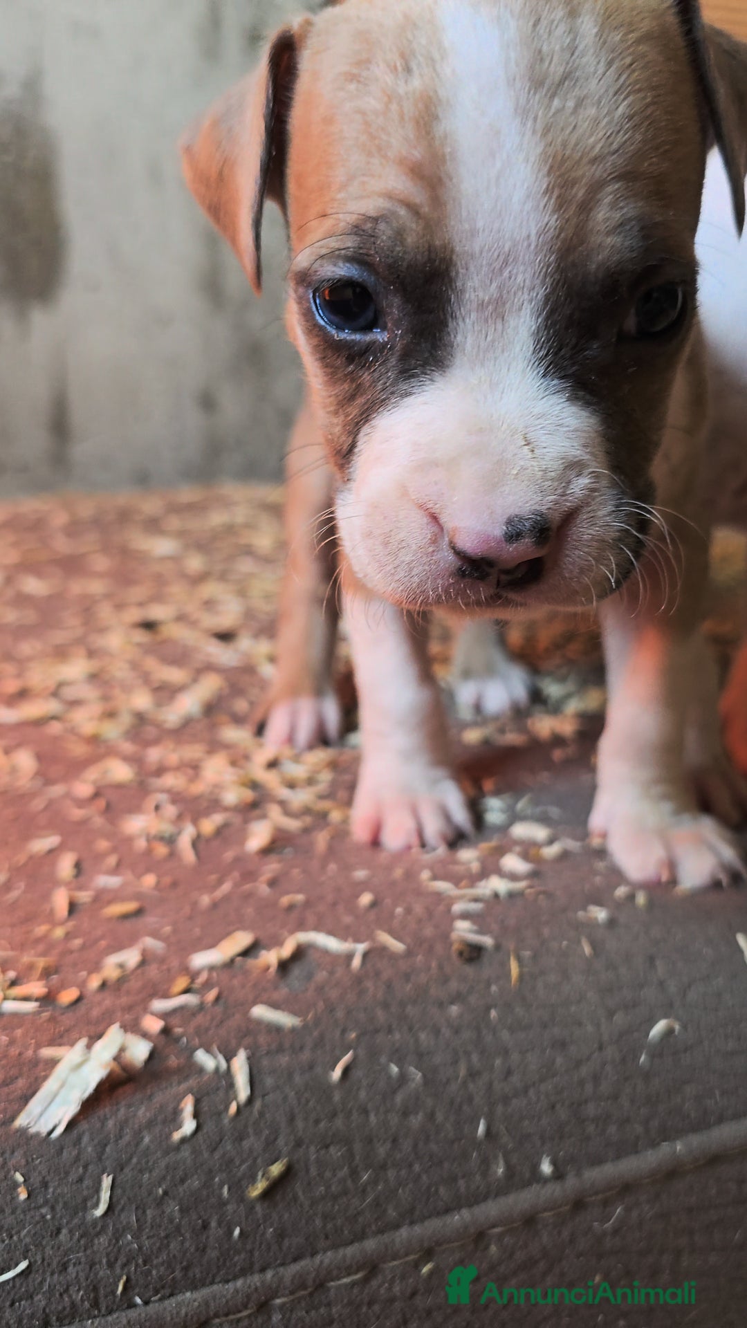 American Staffordshire cani in vendita: Cuccioli Amstaff  - Annuncio 25