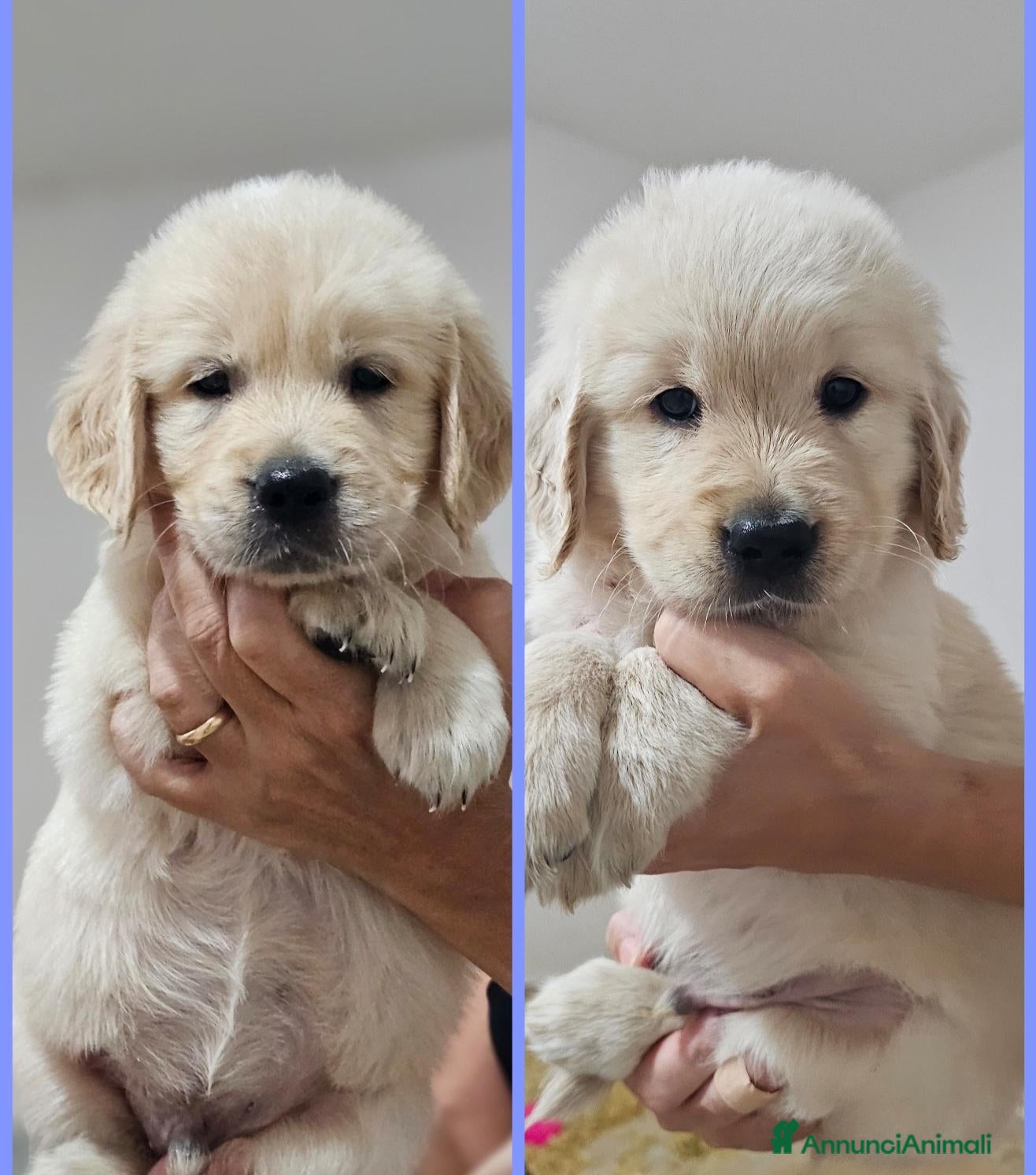 Golden Retriever cani ULTIMI 2 SPLENDIDI CUCCIOLI GOLDEN RETRIEVER  - Annuncio 1