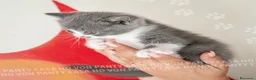 British gatti in vendita: Cuccioli British Shorthair con Pedigree - Annuncio 20