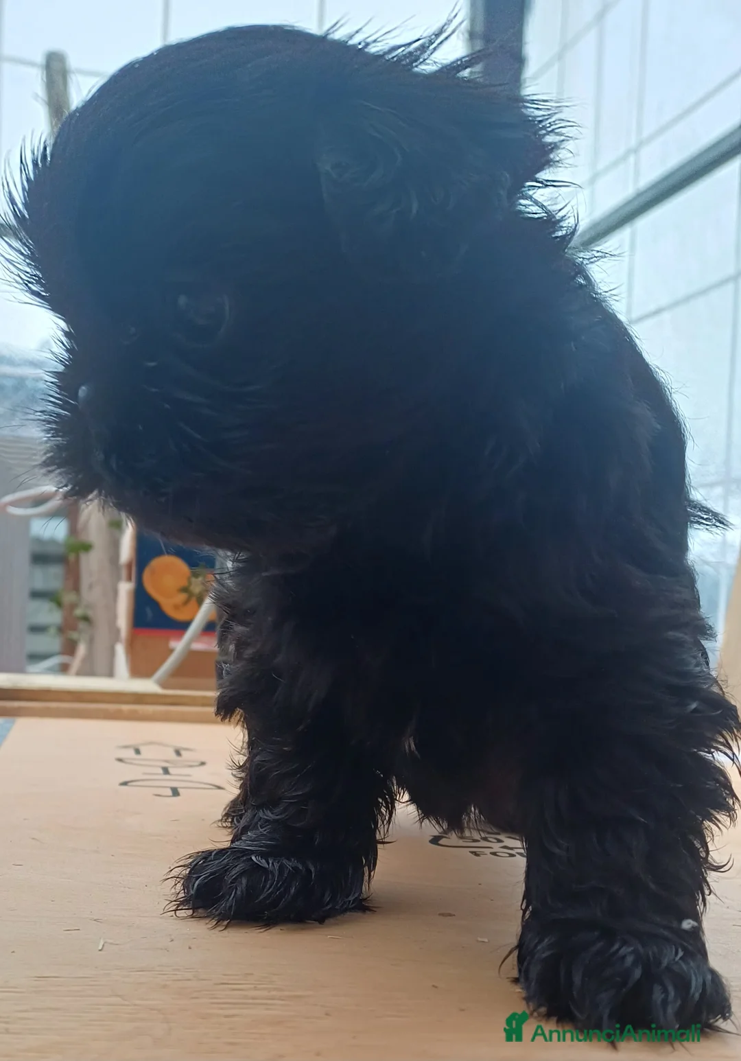 Shih Tzu cani in vendita: Cucciolo shih-tzu shitzu shihtzu con pedegree  - Annuncio 2