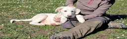 Meticcio cani in regalo: IL DOLCE GOLIA HA BISOGNO DI UNA VERA FAMIGLIA - Annuncio 3