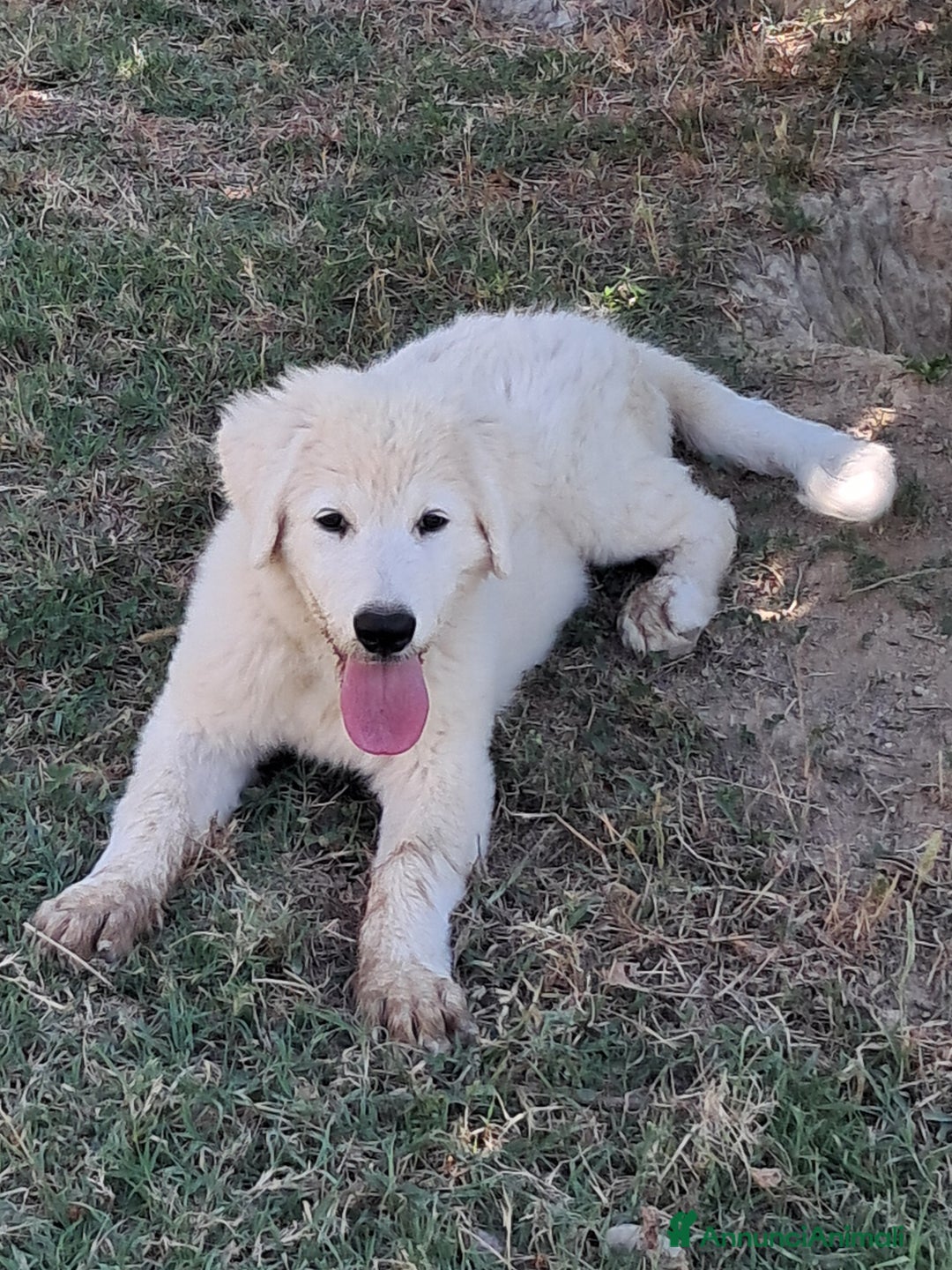 Pastore Maremmano cani in vendita: cuccioli e cuccioloni di pastore Maremmano Abruz. - Annuncio 19