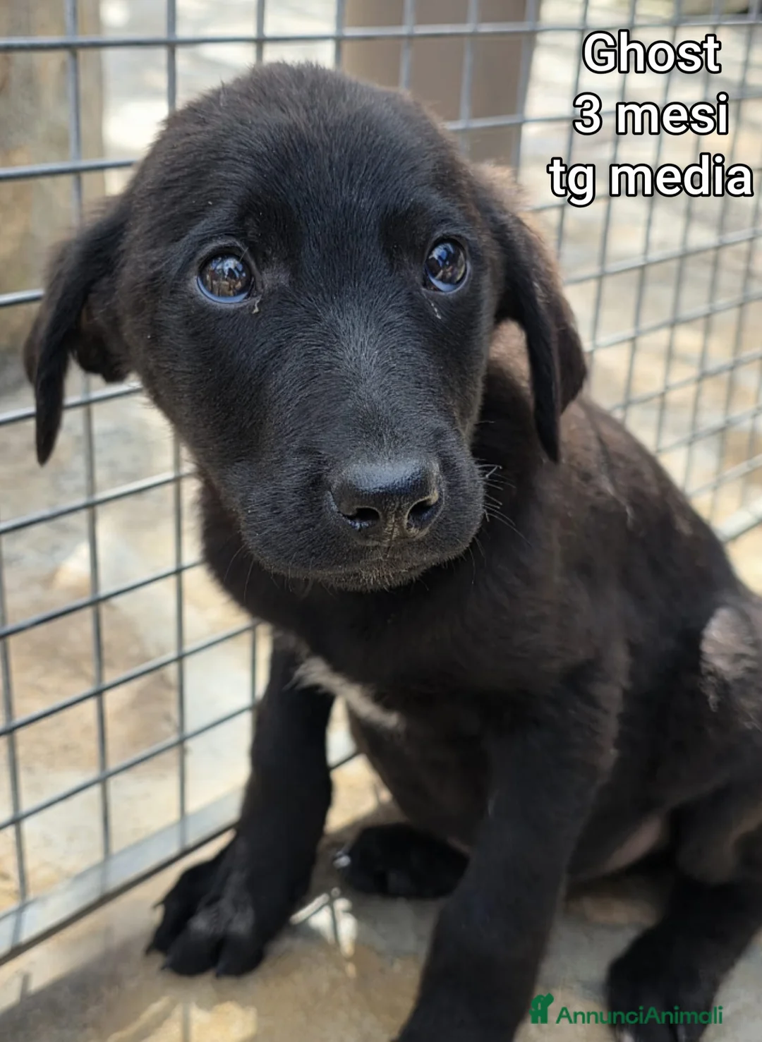 Meticcio cani in regalo: CUCCIOLI TENERISSIMI SENZA CASA a Provincia di Modena - Annuncio 2