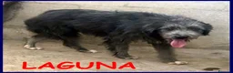 Meticcio cani in regalo: LAGUNA una timidina a Provincia di Forlì-Cesena - Annuncio 4