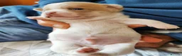 Chihuahua cani in vendita: Cuccioli Chihuahua alta genealogia a Provincia di Belluno - Annuncio 2