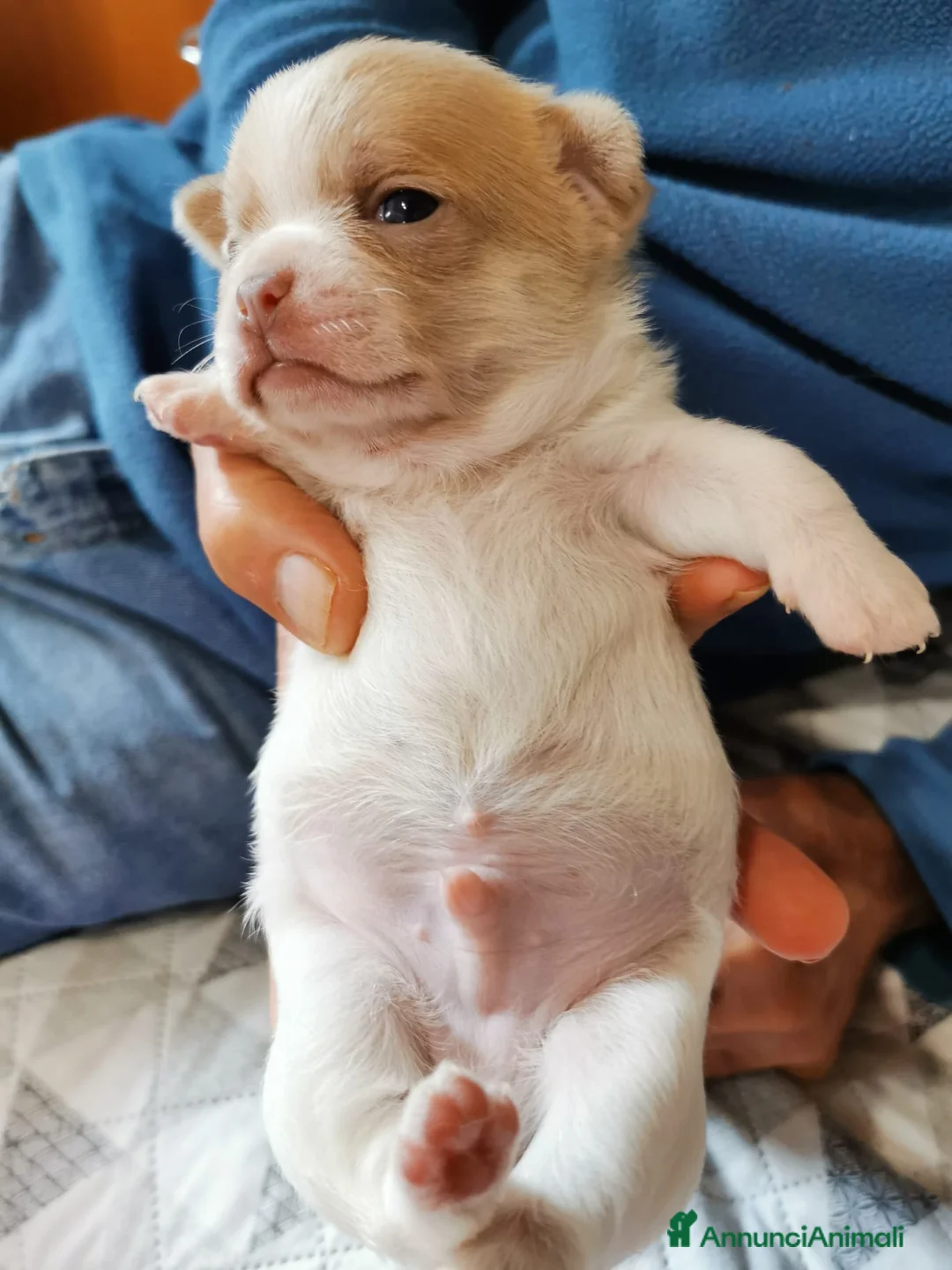 Chihuahua cani in vendita: Cuccioli Chihuahua alta genealogia a Provincia di Belluno - Annuncio 2