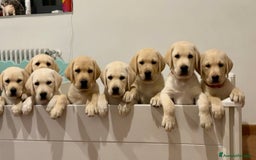 Labrador cani in vendita: Cuccioli di Labrador Retriever a Provincia di Prato - Immagine 6