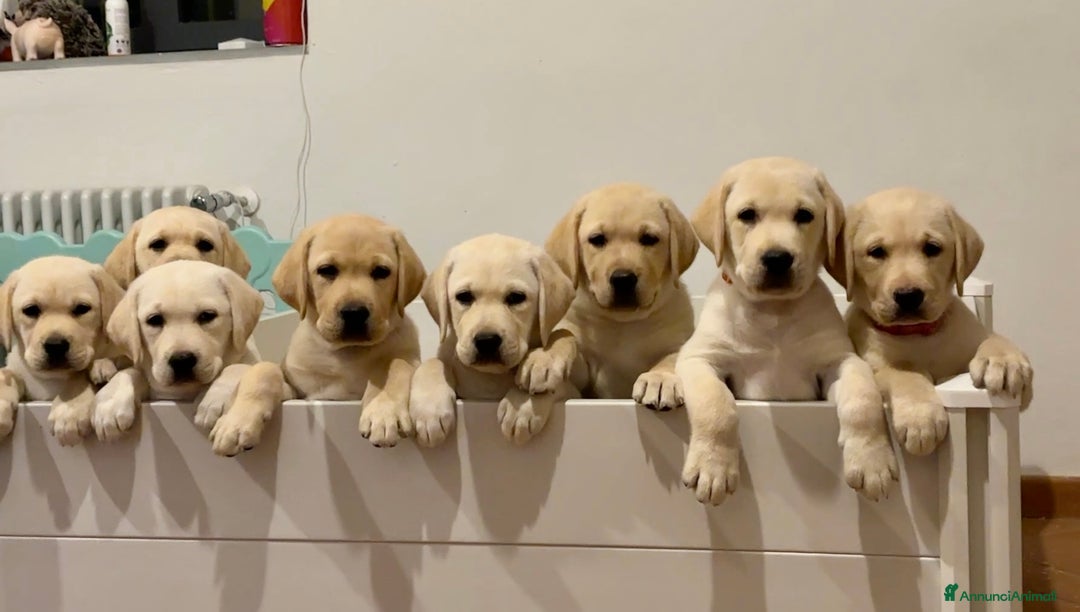 Labrador cani in vendita: Cuccioli di Labrador Retriever a Provincia di Prato - Immagine 6