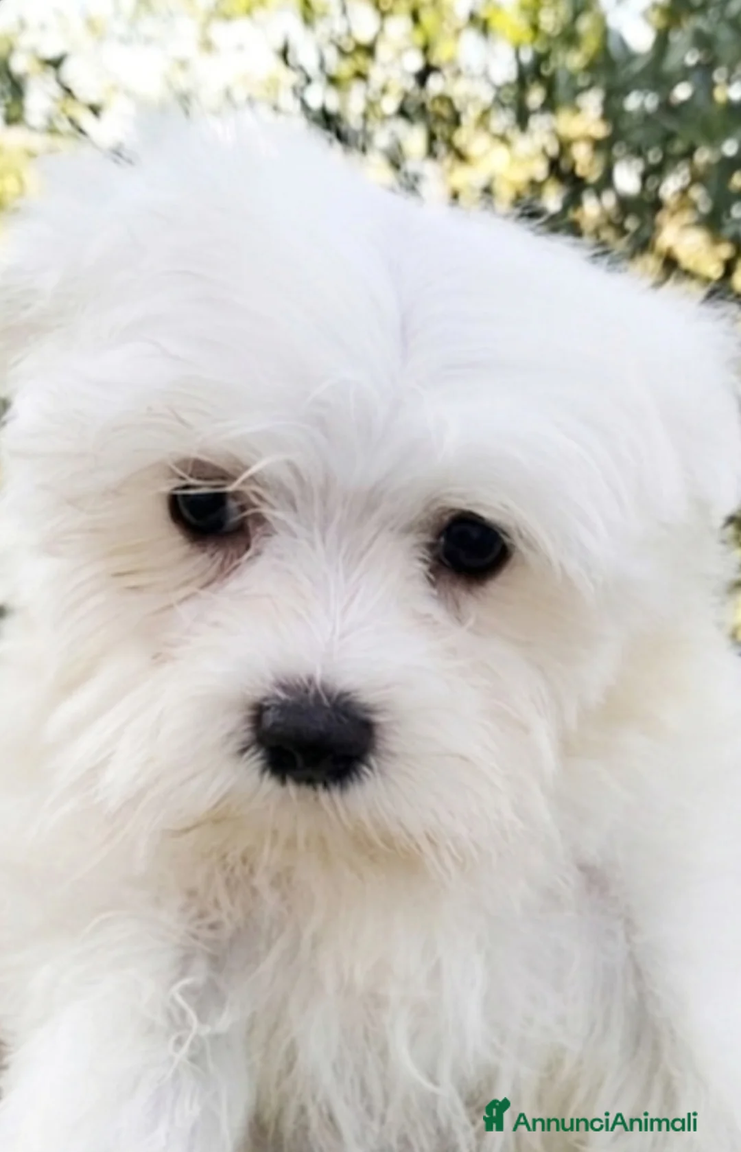 Maltese cani in vendita: Maltese maschio linea coreana taglia piu piccola  - Annuncio 2
