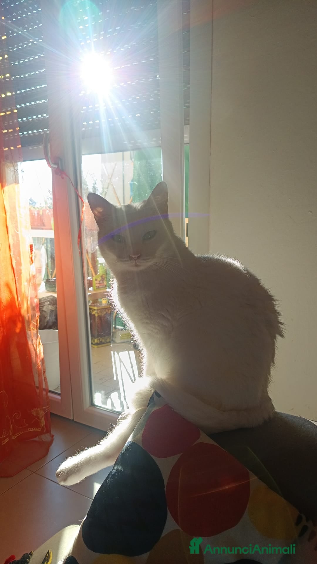 Meticcio gatti in regalo: Rebecca  - Annuncio 1