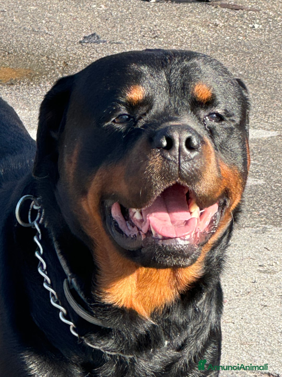 Rottweiler cani in regalo: Regalo rottweiler maschi 3 anni - Annuncio 2