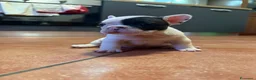 Bulldog Francese cani in vendita: Bulldog francese cuccioli  - Annuncio 4