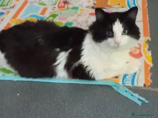 Europeo gatti Tobia micio di tre mesi cerca casa - Annuncio 14