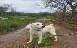 Meticcio cani in regalo: Ellen, un cane pronto a splendere a Città Metropolitana di Bari - Immagine 11