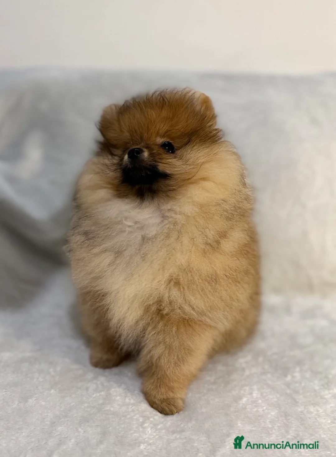Spitz cani in vendita: Vendesi cucciolo di Pomerania femmina. - Annuncio 5