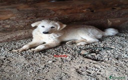 Meticcio cani in regalo: Sandy - Immagine 1