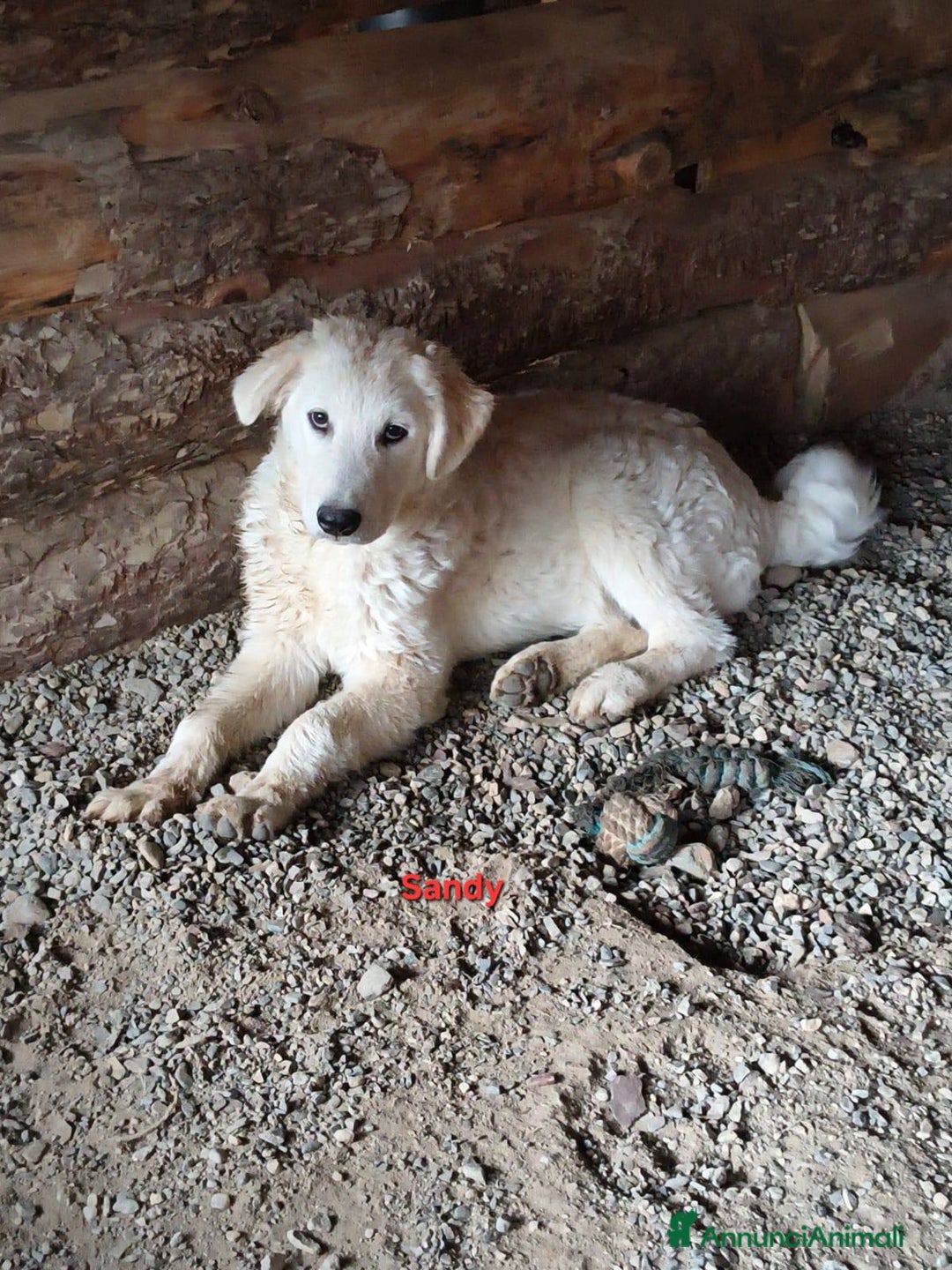 Meticcio cani in regalo: Sandy - Immagine 1